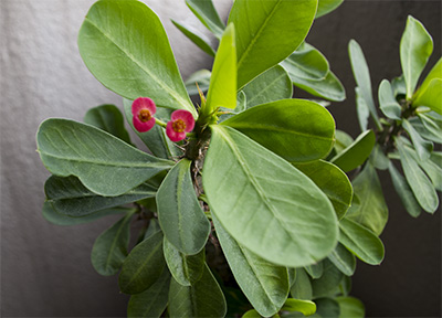 杢キリンが秋の開花