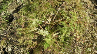 2011123118410001.jpg