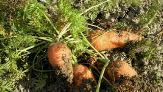 2011123118410002.jpg