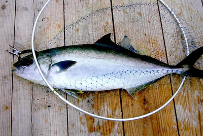 魚