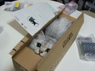 にゃんこが届いた♪