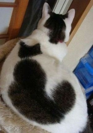 ネコ柄の猫