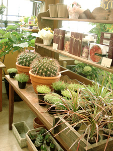 シャンドゥラローズ 多肉植物
