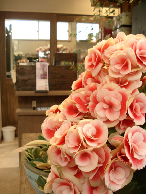 Champ de la Rose