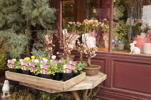 champ de la rose シャンドゥラローズ 鞍月