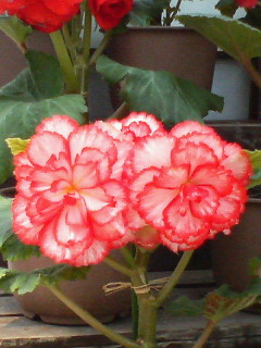 20070504_156114.jpg