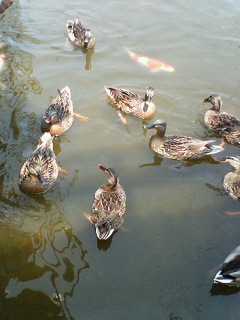 20070504_156251.jpg