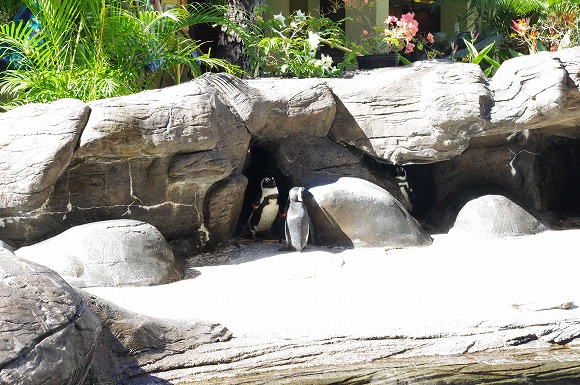 ビレッジペンギン