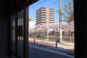 マイノリカウンターからの桜