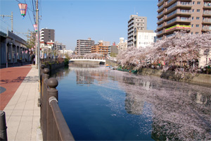 大岡川の桜<2009/4/9>