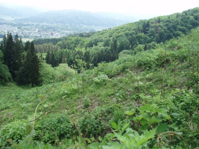 山