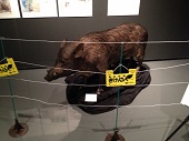 猪と豚 (18).jpg