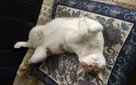 neko (3).jpg