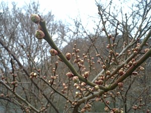 月ヶ瀬の梅、つぼみ