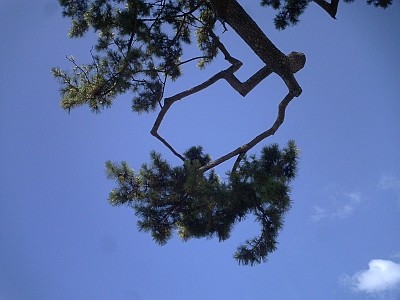 松と空