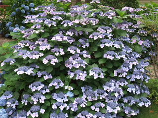 BLOG2010_0621AE.JPG