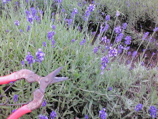 20100629111335.jpg