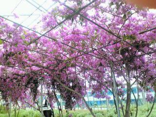 20100629113327.jpg