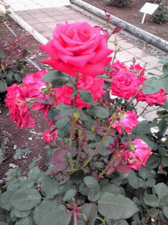 20100629115007.jpg