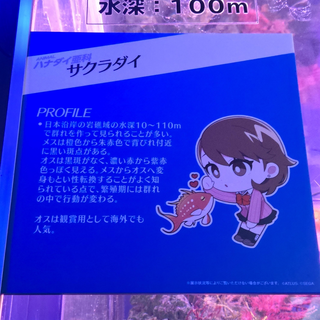 P30th×シーパラ】解説パネル（種名板）ログ | 君のためにナンを焼く