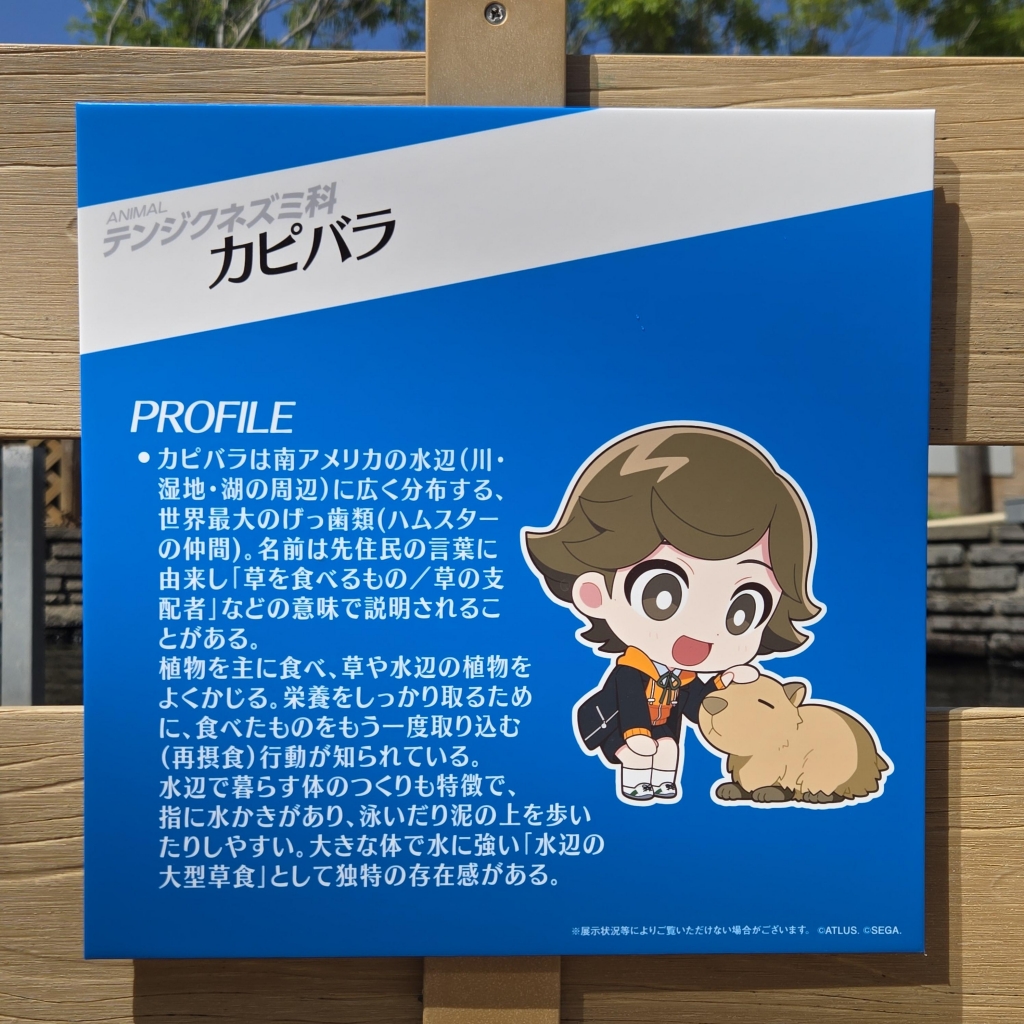P30th×シーパラ】解説パネル（種名板）ログ | 君のためにナンを焼く