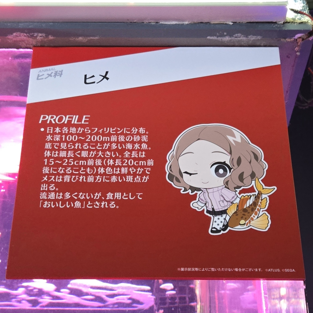 P30th×シーパラ】解説パネル（種名板）ログ | 君のためにナンを焼く