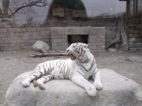 ホワイトタイガー