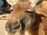 カンガルー