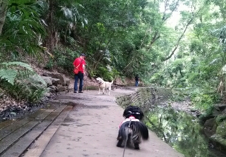 公園へ行こう 犬と散歩 等々力渓谷 季節を愛でる