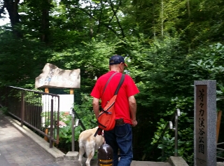 公園へ行こう 犬と散歩 等々力渓谷 季節を愛でる