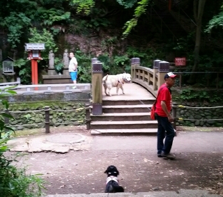 公園へ行こう 犬と散歩 等々力渓谷 季節を愛でる