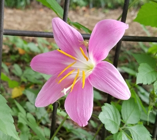 夏の草花 樹木 野川公園 季節を愛でる