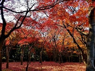 東京の紅葉 2018 北の丸公園 季節を愛でる