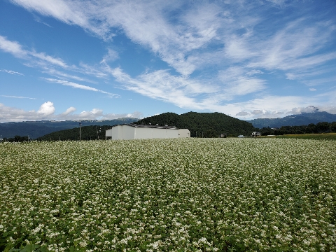 花 緑 自然 四季 季節を愛でる