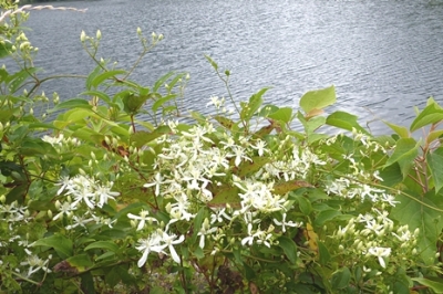 08.18 真夏の湿原&M池の花 6.jpg