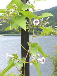 08.18 真夏の湿原&M池の花 7-2.jpg