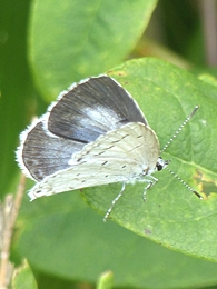 05.26 ¼¾¸¶¤ËŽËŽÒŽË޶޹ŽÞÂè1¹æ 7n-1.jpg