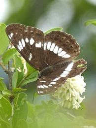 05.26 ¼¾¸¶¤ËŽËŽÒŽË޶޹ŽÞÂè1¹æ 7n-2.jpg