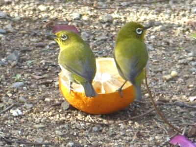 庭の小径は野鳥ラッシュ となりのトロトロ 蝶と野鳥と花観察日記