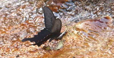 昔馴染み スミナガシ 新顔 となりのトロトロ 蝶と野鳥と花観察日記