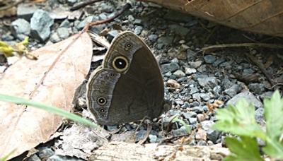 蝶 となりのトロトロ 蝶と野鳥と花観察日記