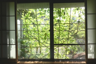 風景 となりのトロトロ 蝶と野鳥と花観察日記