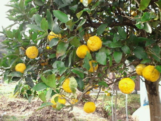 2010121420280000.jpg
