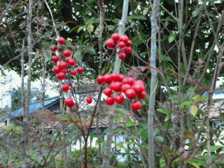 2010122716490001.jpg