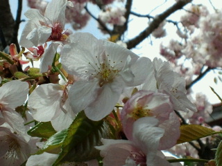 2011041918300002.jpg