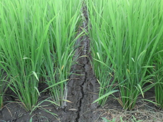 2011071506110000.jpg