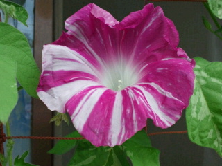2011072712400001.jpg