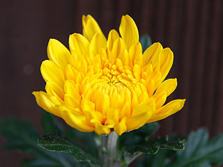 2011ck.jpg