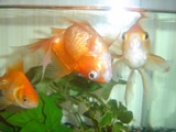 金魚