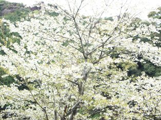 桜満開